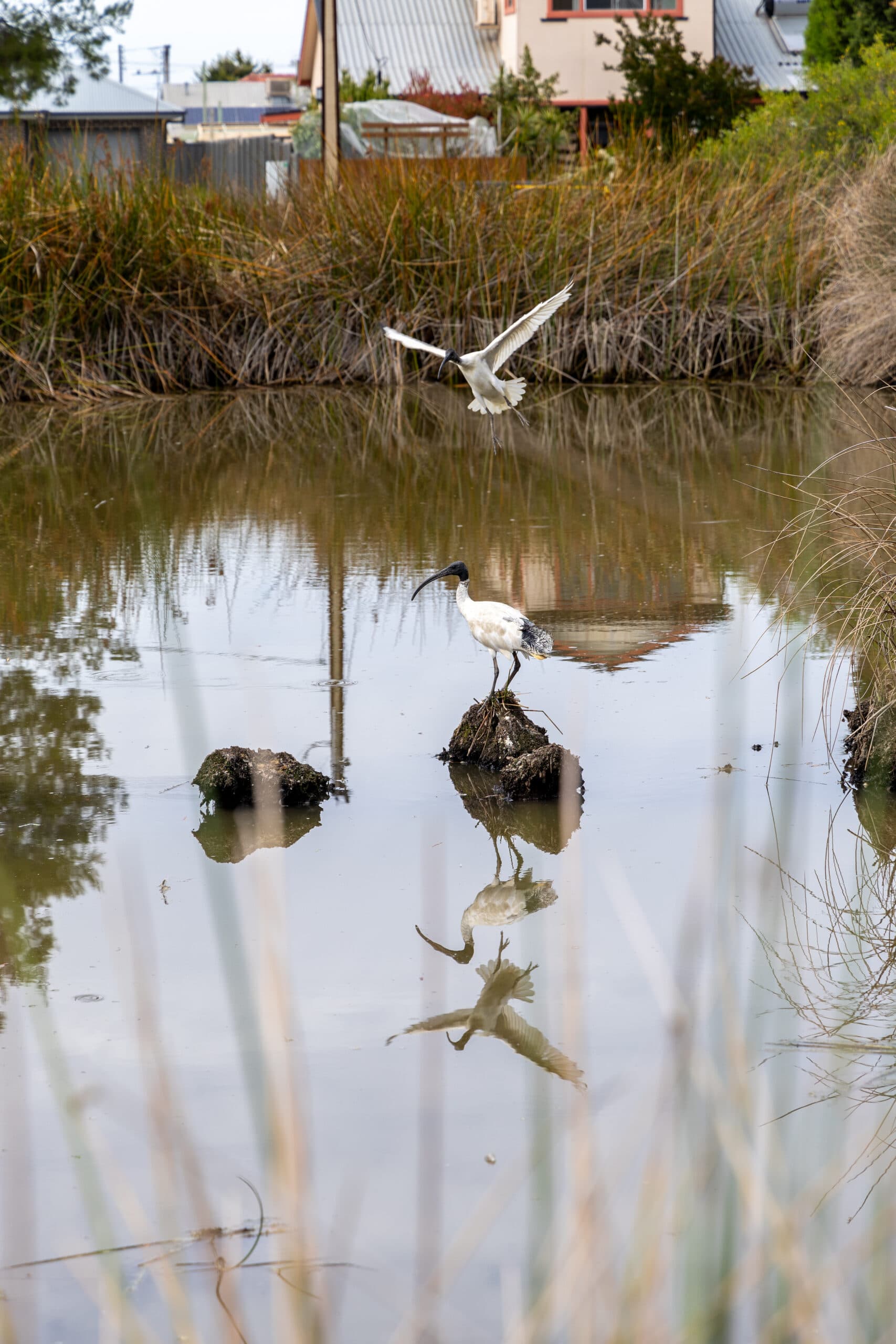 Cooke Reserve wetlands — a local natural area in the City of Charles Sturt.
